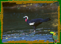Black-fronted Piping-guan