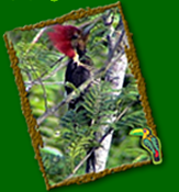 Helmeted Woodpecker